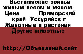 Вьетнамские свиньи живым весом и мясом › Цена ­ 200 - Приморский край, Уссурийск г. Животные и растения » Другие животные   